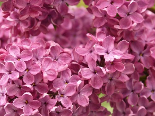 lilac common lilac ornamental shrub