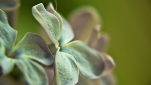 lilac flower macro