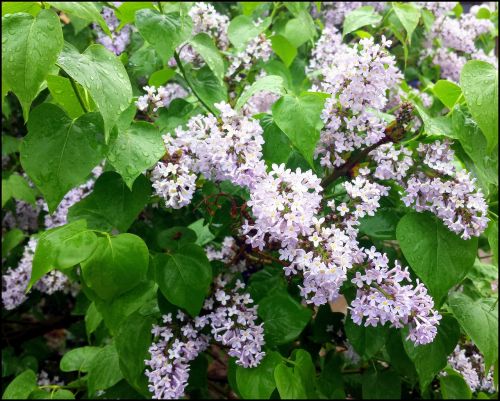 lilac flower white