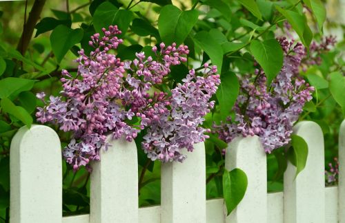 lilac fence white