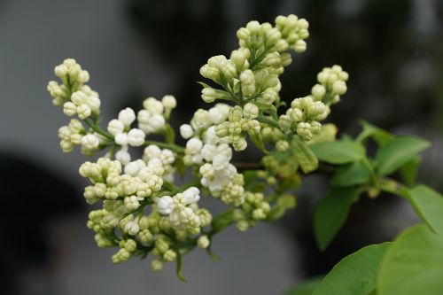 lilac white leaf