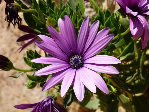 lilac purple flower