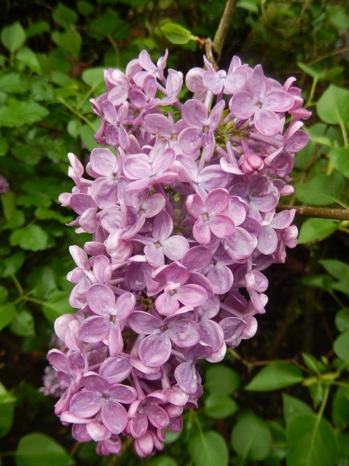 lilac spring nature