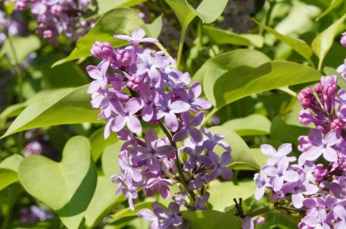 lilac bush lilac bush