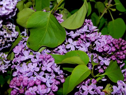 lilac bouquet purple