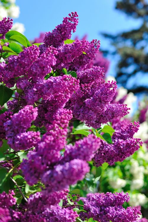 lilac kiev nature