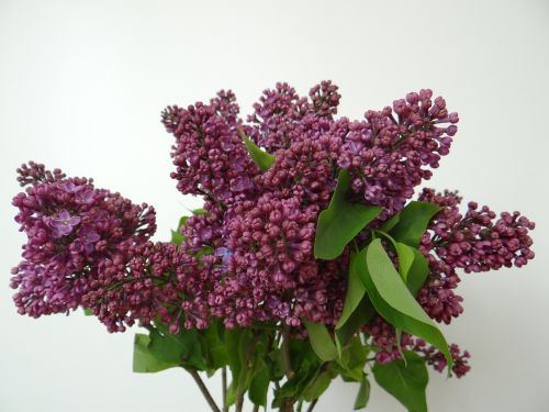 lilac olive crop syringa vulgaris