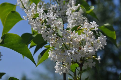 lilac flower floral