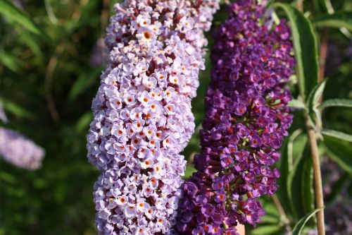 lilac flowers ornamental shrub