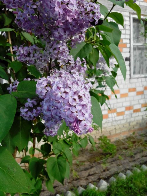 lilac plant summer