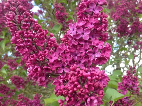 lilac flower garden