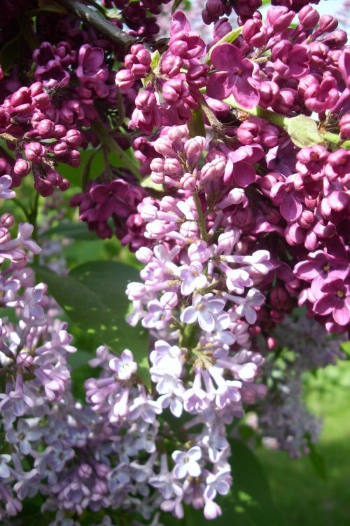 lilac flower bloom