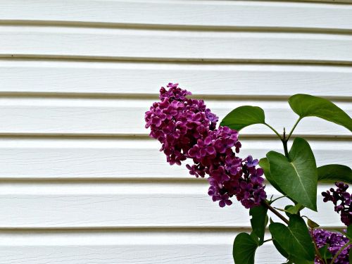 lilac purple flower