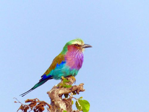 lilac breasted roller birds africa