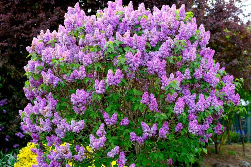 lilac bush ornamental shrub lilac