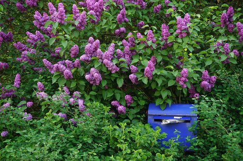 lilac bush  purple  flowers