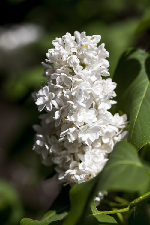 lilac flower white flower