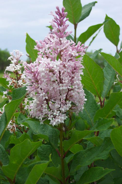 Lilac Flower