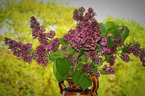 lilac flower  plant  nature