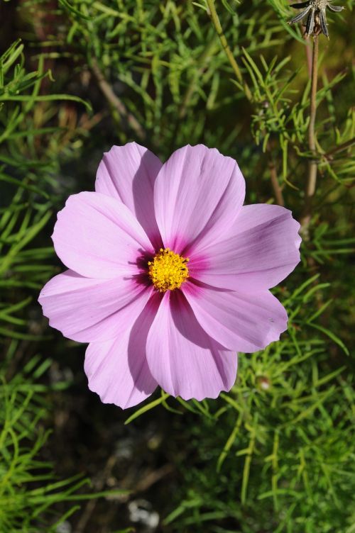 lilac flower flower cosmos