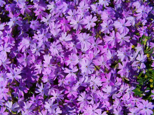 lilac flowers spring flower garden