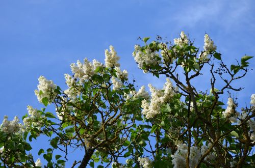lilac tree white plant