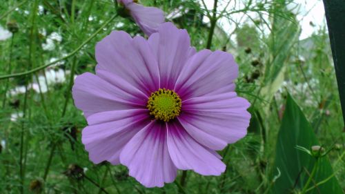 Lilac Yellow Flower