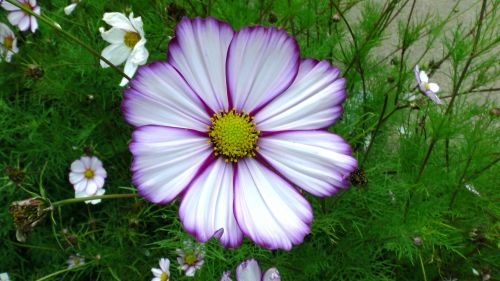 Lilac Yellow Flower