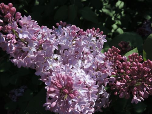 lilacs purple flowers