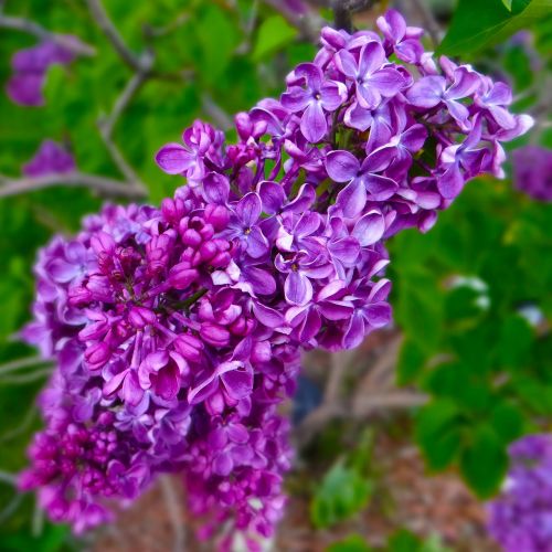 lilacs spring purple