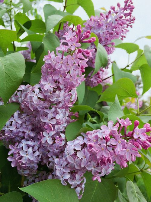 lilacs spring purple