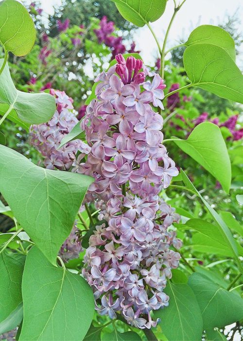 lilacs flower bloom