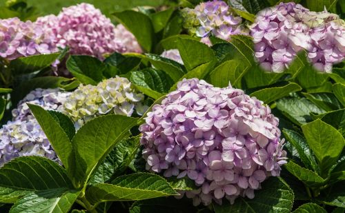 lilacs garden flowers dew drops