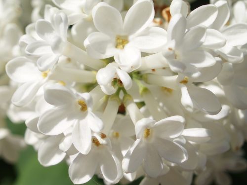 lilacs white spring