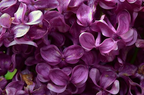 lilacs flower purple