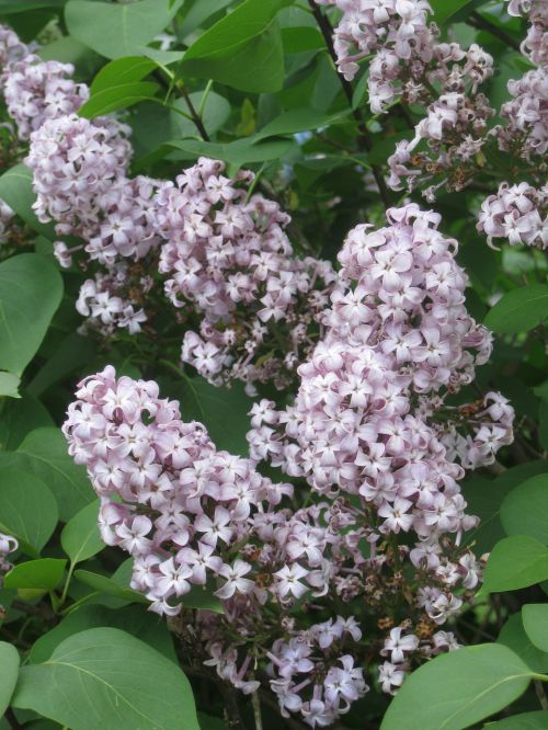 lilacs branch flower