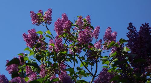 Lilacs 1