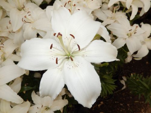 lilí white flowers garden