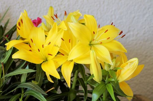 lilies yellow bloom