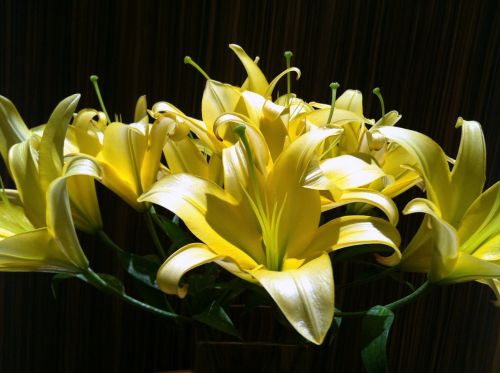 lilies white dark