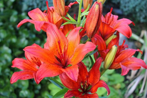 lilies red orange