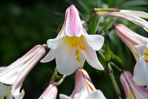lilies white pink macro
