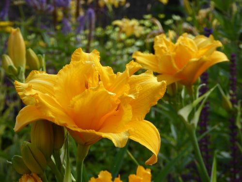 lilies ornamental garden yellow