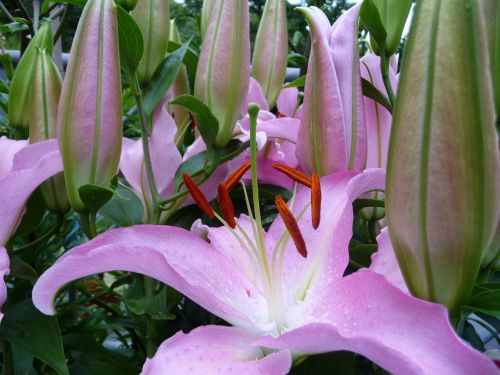 lilies flowers blossom