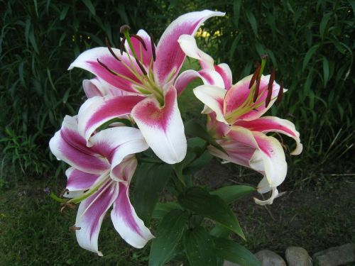 lilies fragrance summer