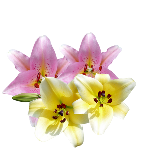 lilies lilies flowers flowers