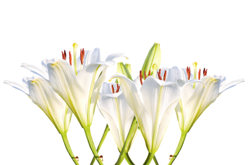 lilies white lilies blossom