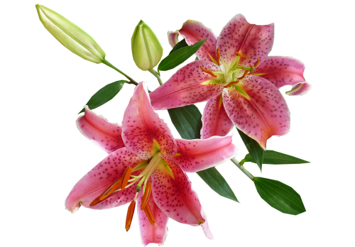 lilies pink spring