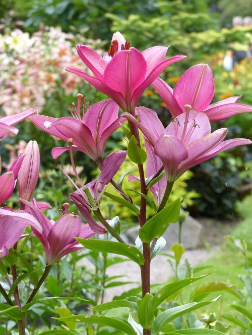 lilies flowers garden