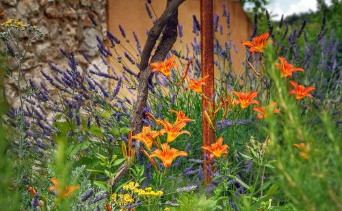 lilies lavender wildflower